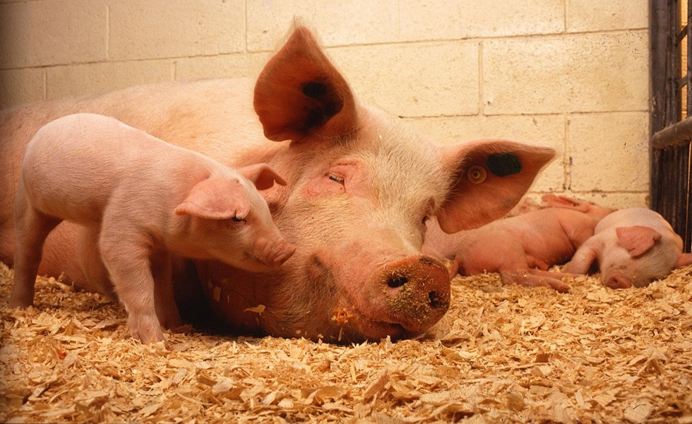 El sector porcino, principal impulsor de la economía y abastecedor de alimentos.