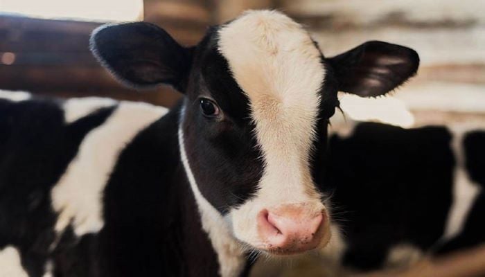 ¿Qué aislamiento  necesitan tus animales? 