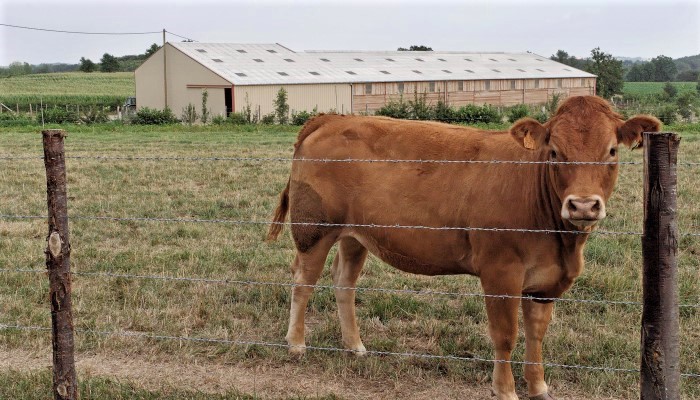 El ambiente óptimo de la unidad para el ganado vacuno y lechero para mantener sanas a tus vacas