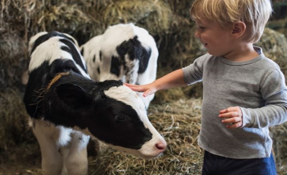 Euronit cubiertas leche ganado vacuno