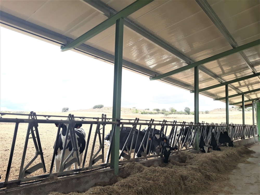 Enfriamiento eficiente de vacas lecheras en condiciones de calor (II). Manejo del ambiente