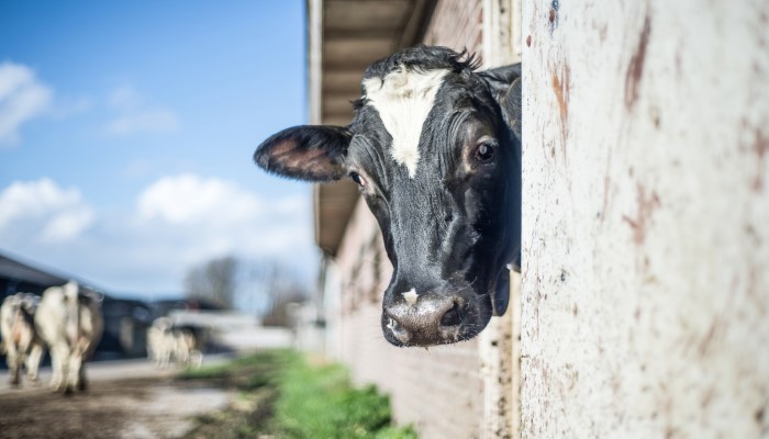 La bioseguridad en el vacuno de leche como base de una ganadería rentable y sostenible