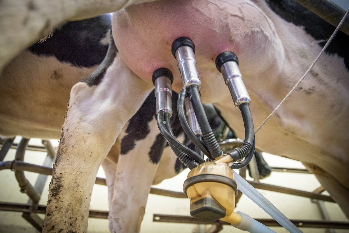 La bioseguridad en el vacuno de leche como base de una ganadería rentable y sostenible