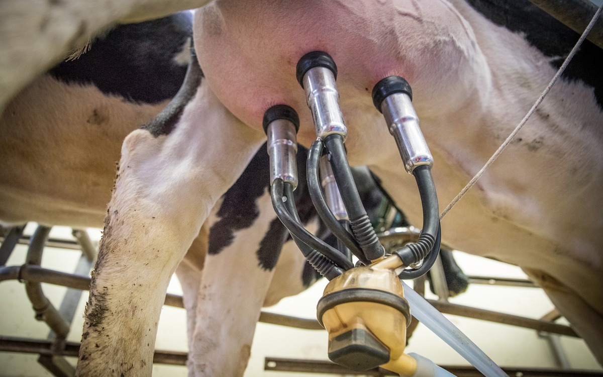 La bioseguridad en el vacuno de leche como base de una ganadería rentable y sostenible