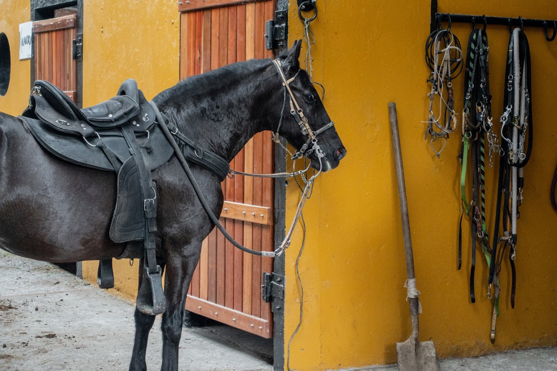 La mejor cubierta para tus caballos