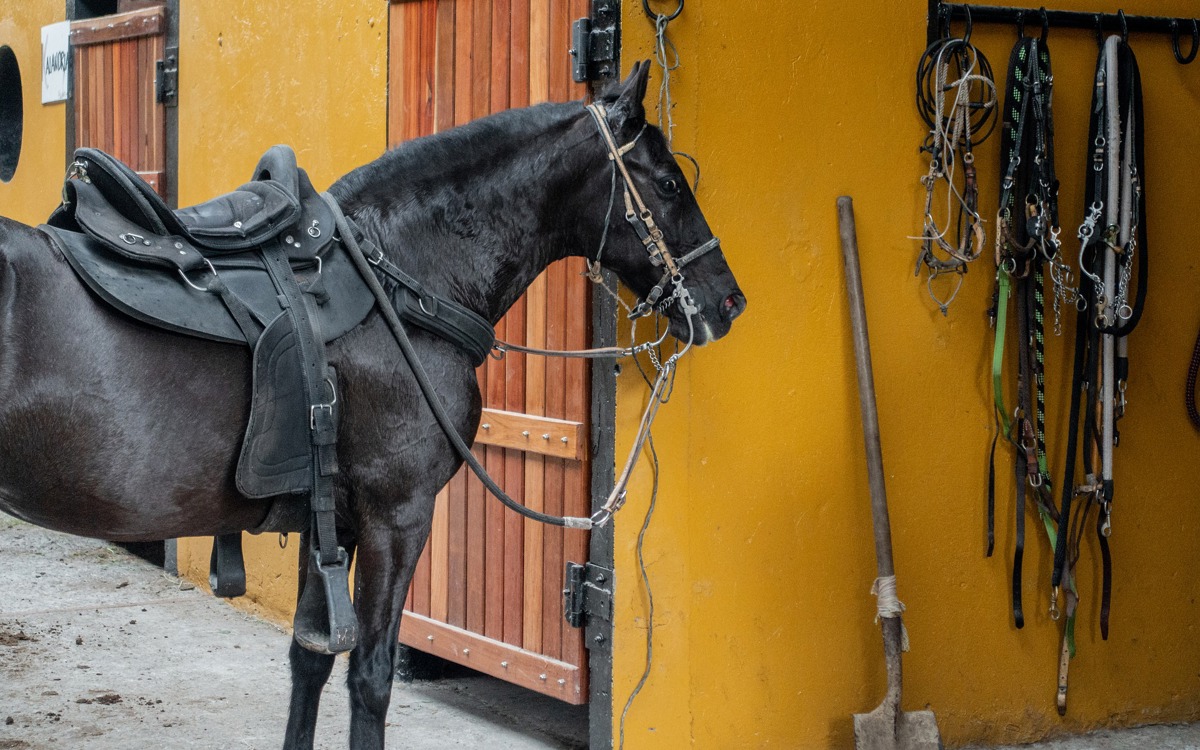 La mejor cubierta para tus caballos