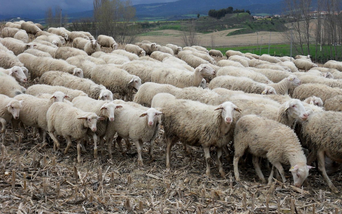 La bioseguridad en el ganado ovino de leche comienza en la propia explotación
