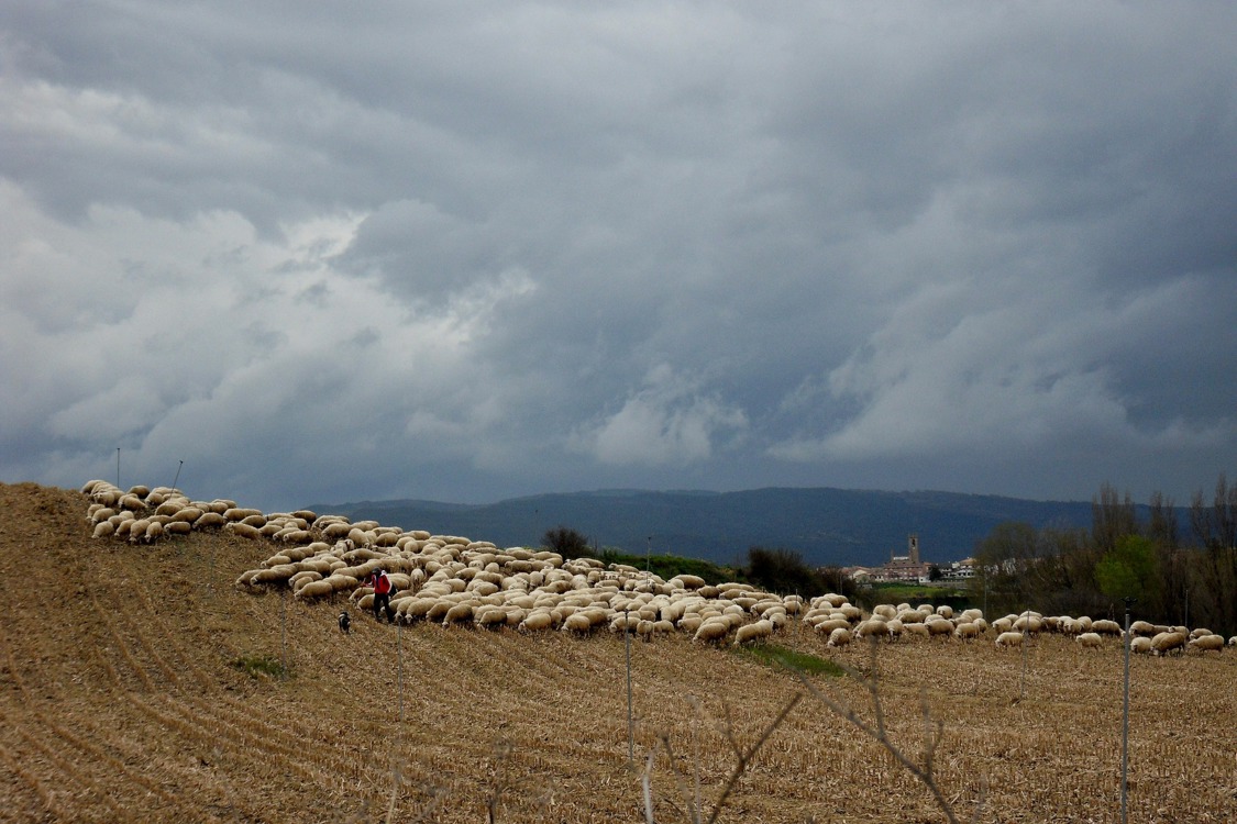 La bioseguridad en el ganado ovino de leche comienza en la propia explotación