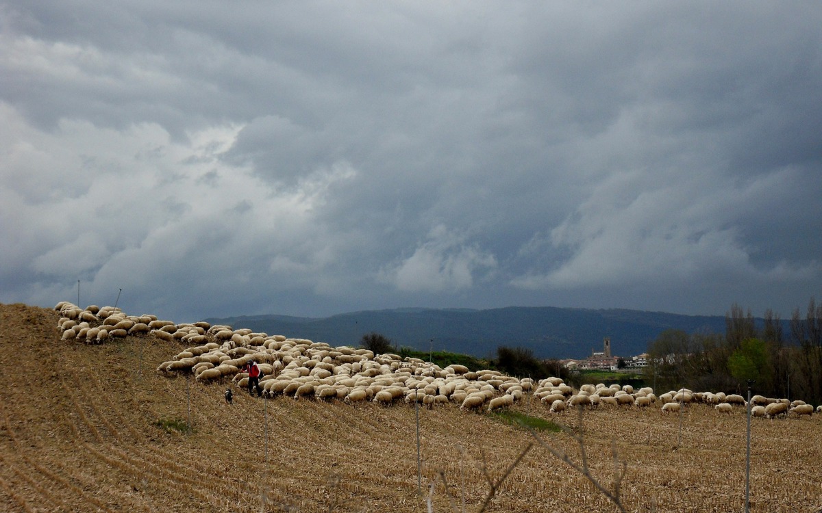 La bioseguridad en el ganado ovino de leche comienza en la propia explotación