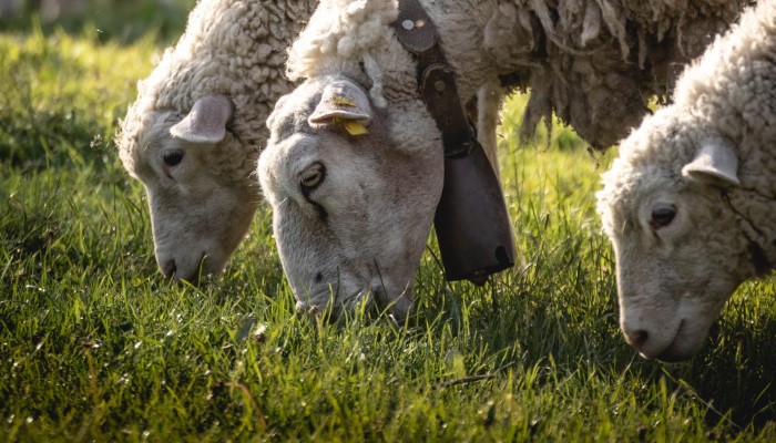 La bioseguridad en el ganado ovino de leche comienza en la propia explotación