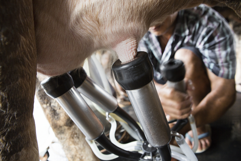 Cómo prevenir los efectos de las altas temperaturas en el vacuno de leche