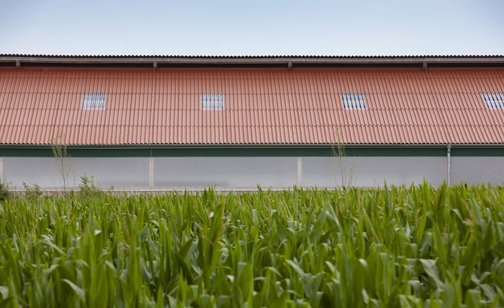 Apagón eléctrico masivo: Efectos en la ganadería