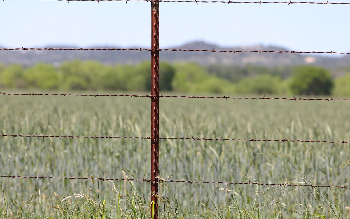 Construcción de naves ganaderas y peste porcina africana: ¿qué debemos tener en cuenta?