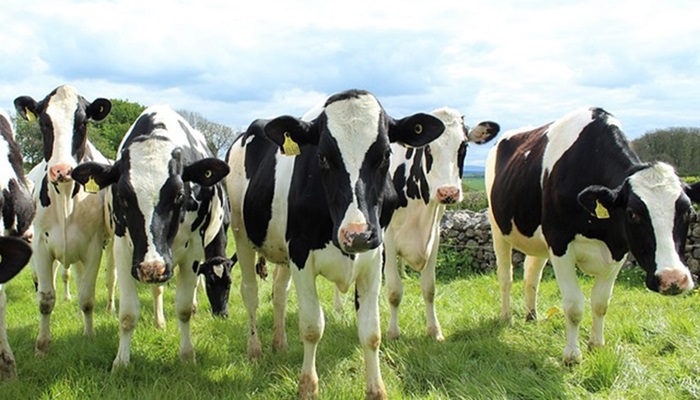Bienestar en ganado lechero: elementos claves en las instalaciones