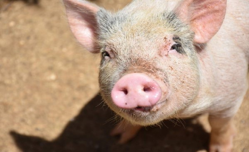 Asegurar el bienestar de los animales y la producción