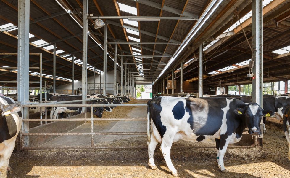 ¿Cómo reducir el estrés por calor en el ganado lechero?    