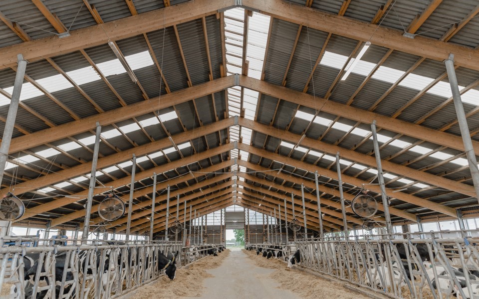 ¿Cómo reducir el estrés por calor en el ganado lechero?    