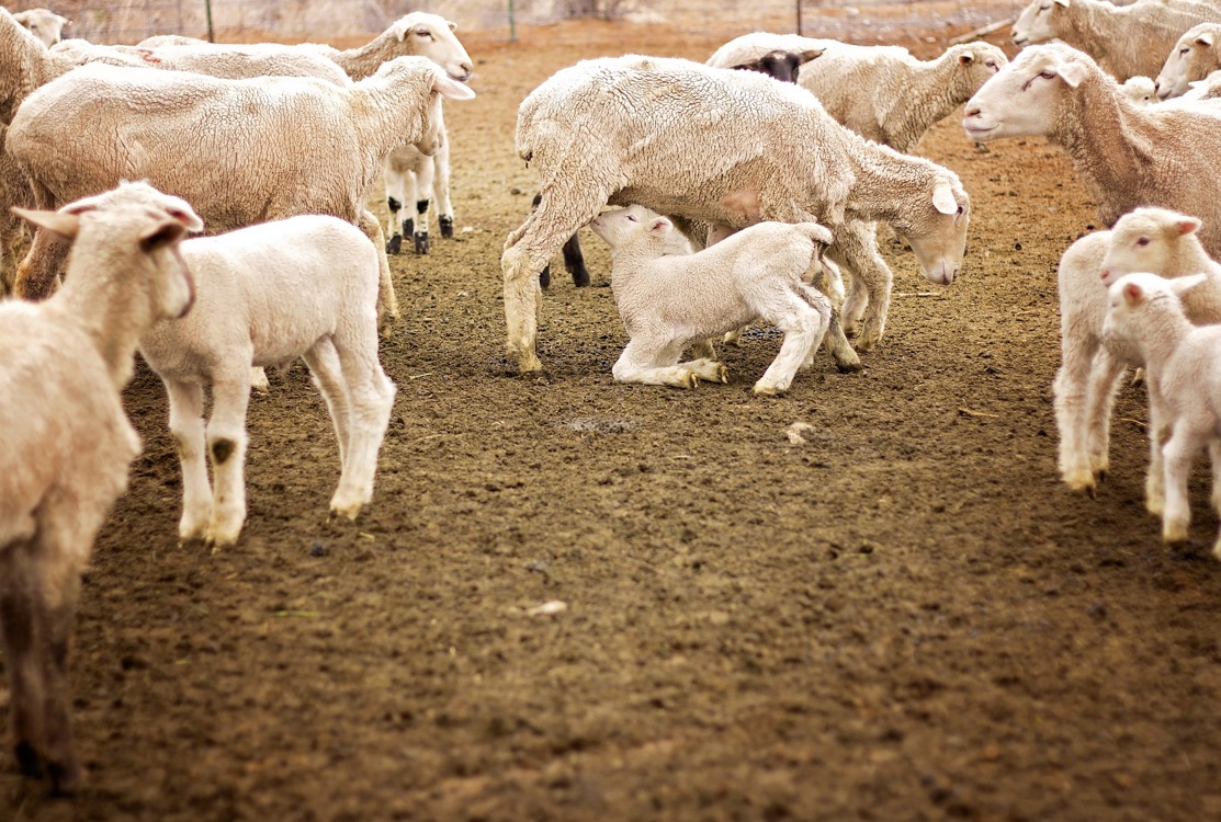 Bienestar Animal en el ovino de leche de alta producción