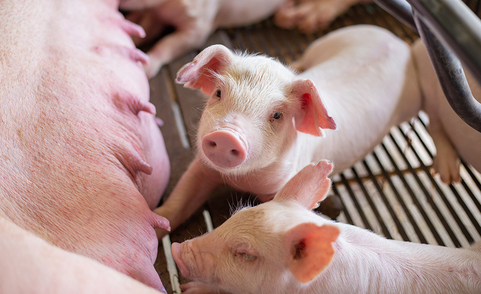 Unas instalaciones de calidad aseguran el confort térmico, el rendimiento productivo y el bienestar de los animales alojados en ellas.