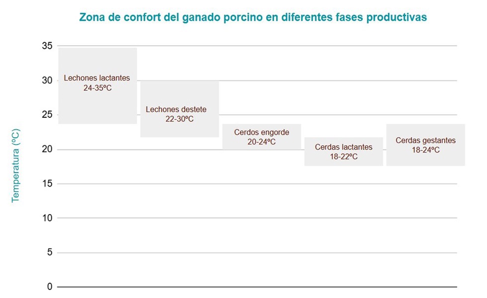 ESTRÉS POR CALOR EN PORCINO: LA AMENAZA INVISIBLE