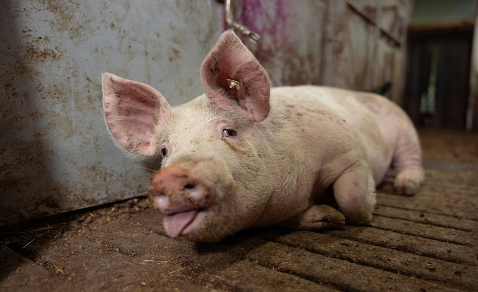 ESTRÉS POR CALOR EN PORCINO: LA AMENAZA INVISIBLE
