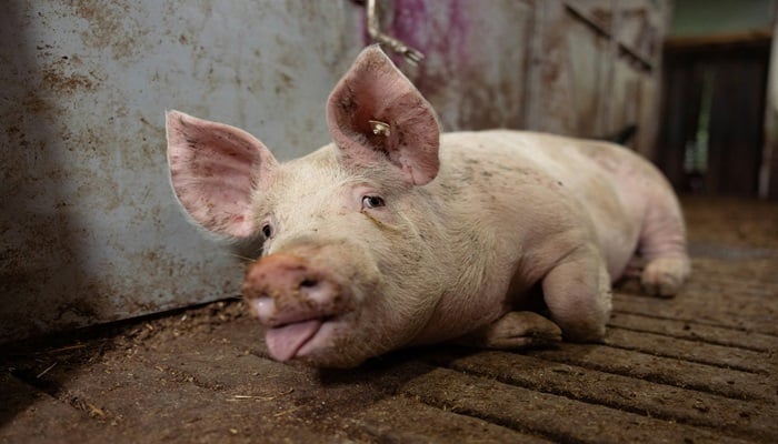 ESTRÉS POR CALOR EN PORCINO: LA AMENAZA INVISIBLE