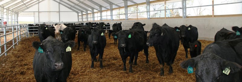 Instalaciones y salud en el ganado vacuno