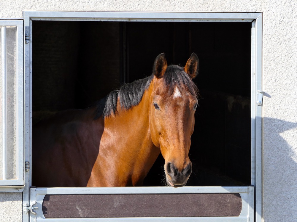 Establos para caballos: aspectos a tener en cuenta en su construcción
