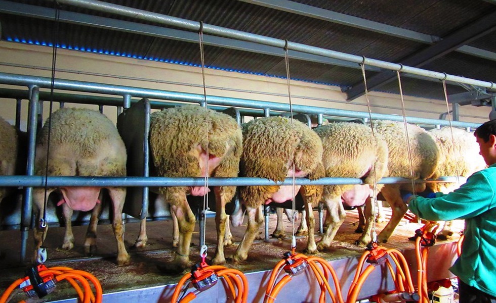 Liderazgo del lácteo español: retos y competencia europea