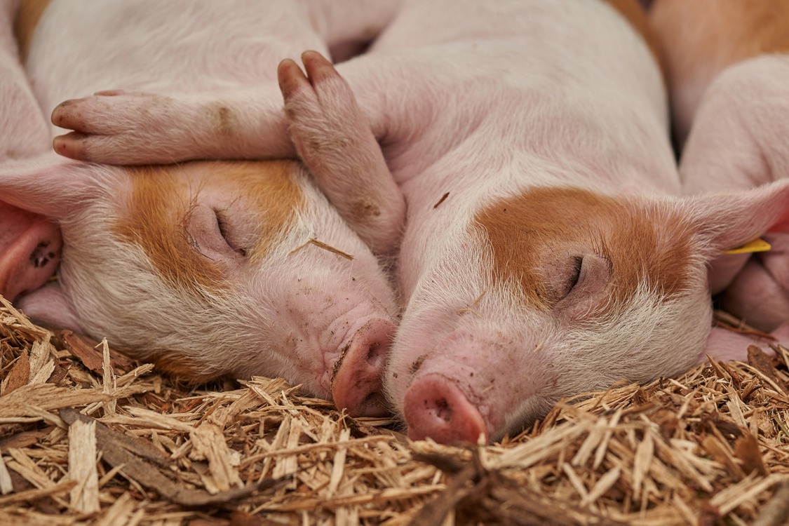 Explotaciones porcinas: cómo gestionar la salud en las instalaciones