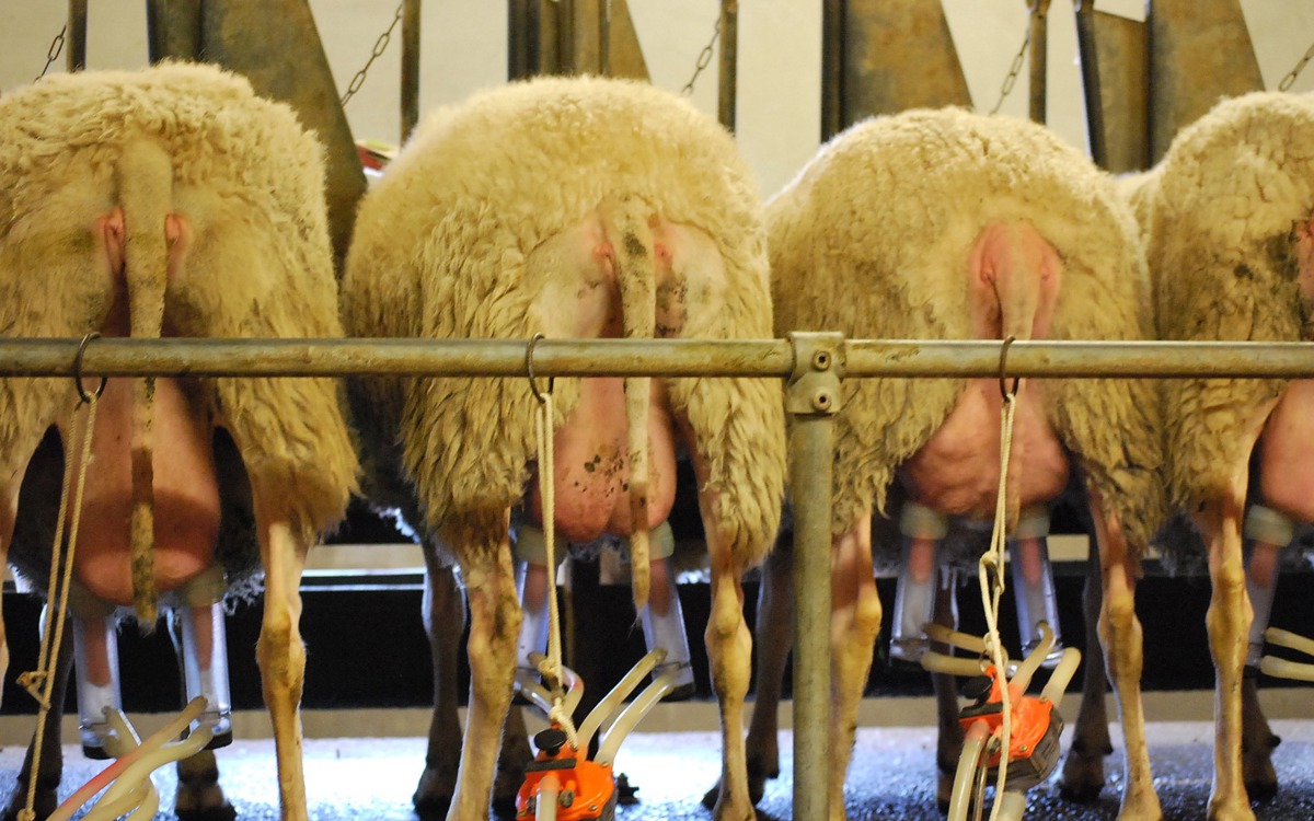 ¿De qué forma las instalaciones de ganado ovino influyen en la salud de los animales?