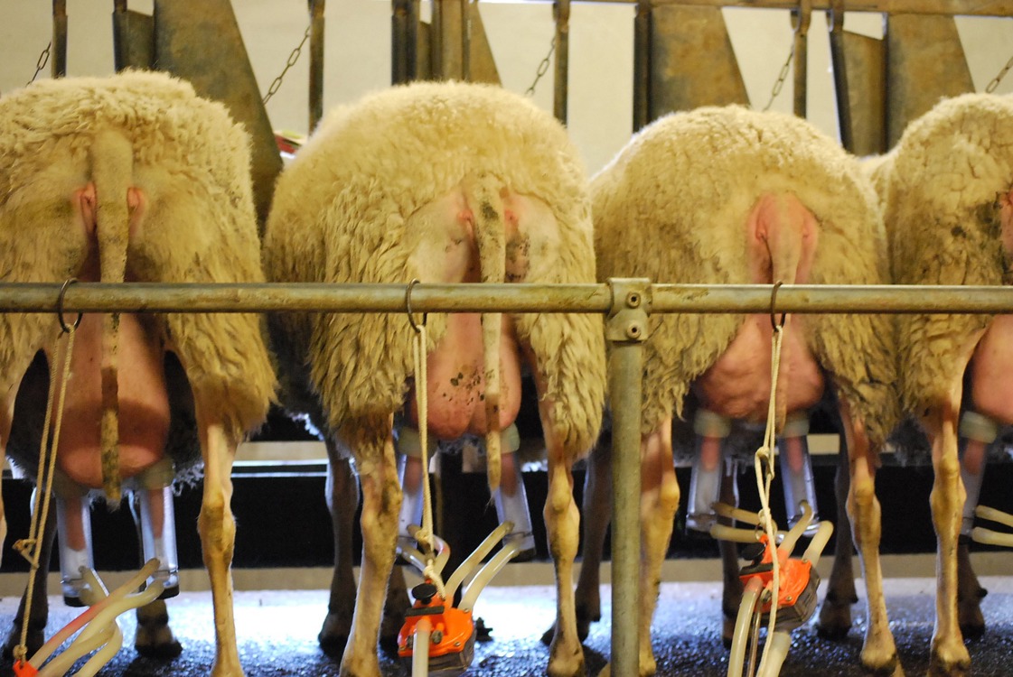 ¿De qué forma las instalaciones de ganado ovino influyen en la salud de los animales?