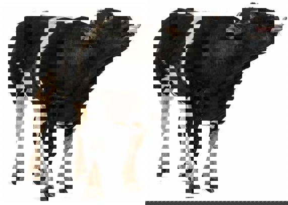 Refrigeración evaporativa en explotaciones ganaderas intensivas (I)