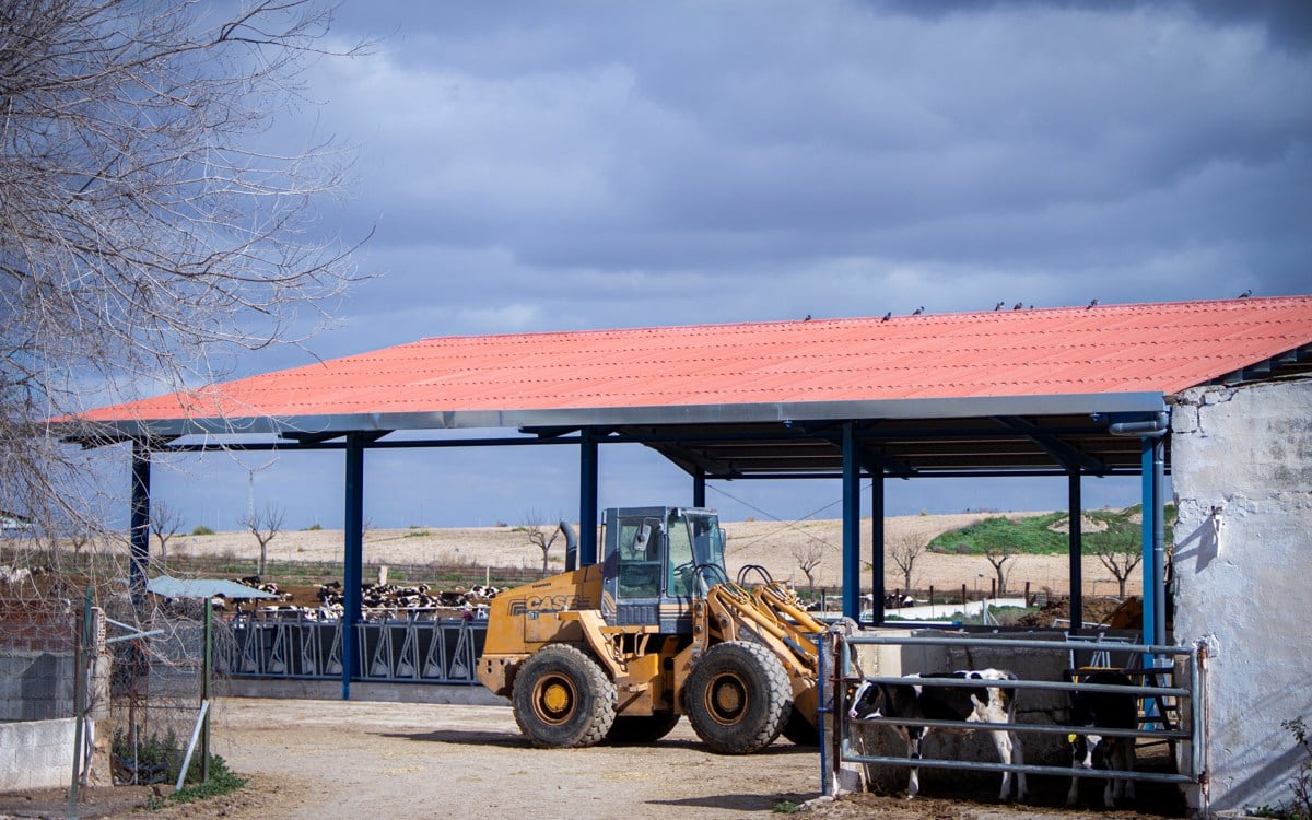 Cómo prevenir los efectos de las altas temperaturas en el vacuno de leche