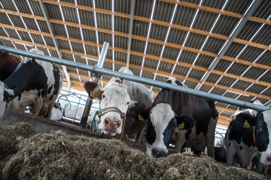 Cómo puede la cubierta agrícola contribuir a maximizar el bienestar animal  