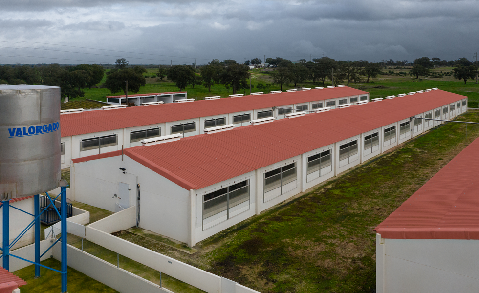 Cómo puede la cubierta agrícola contribuir a maximizar el bienestar animal