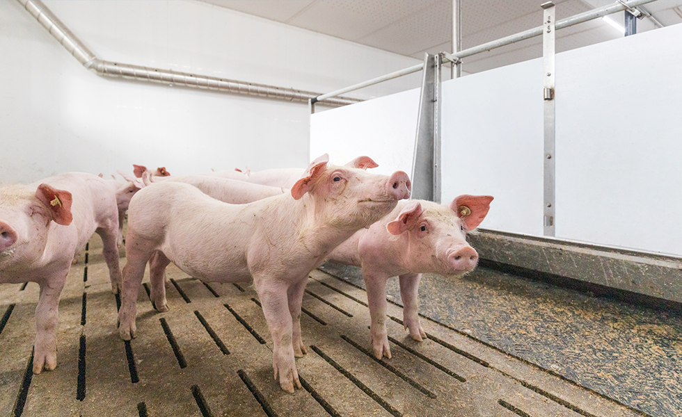 Cómo puede la cubierta agrícola contribuir a maximizar el bienestar animal  