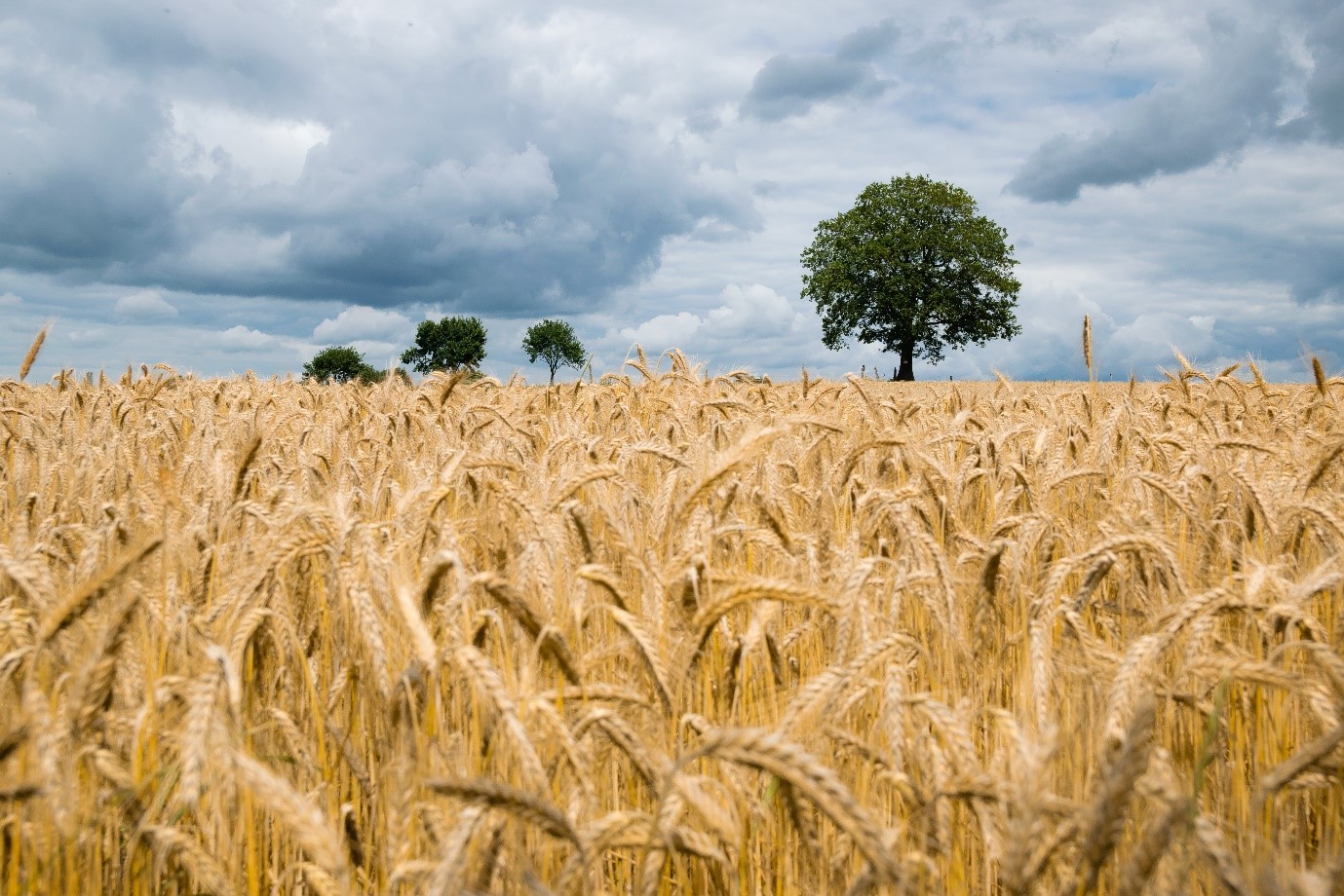 Naves agrícolas